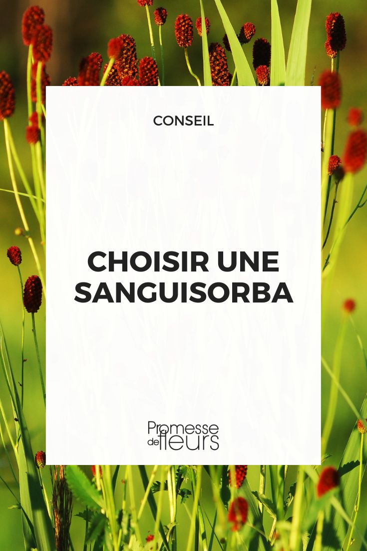 critère pour sélectionner une Choisir une sanguisorba