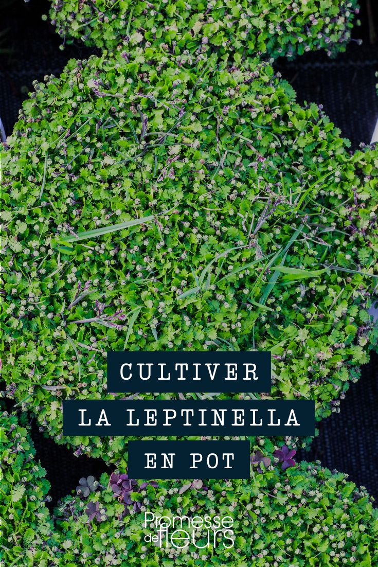 Leptinella pot bac jardinière