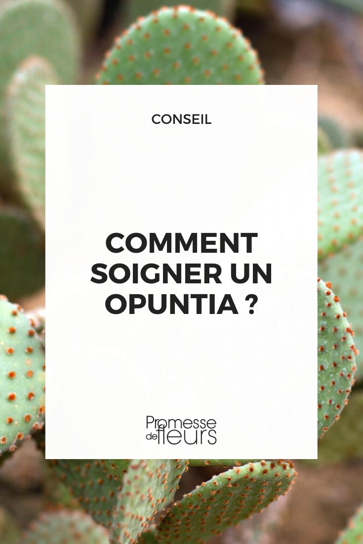 soins cactus raqette opuntia