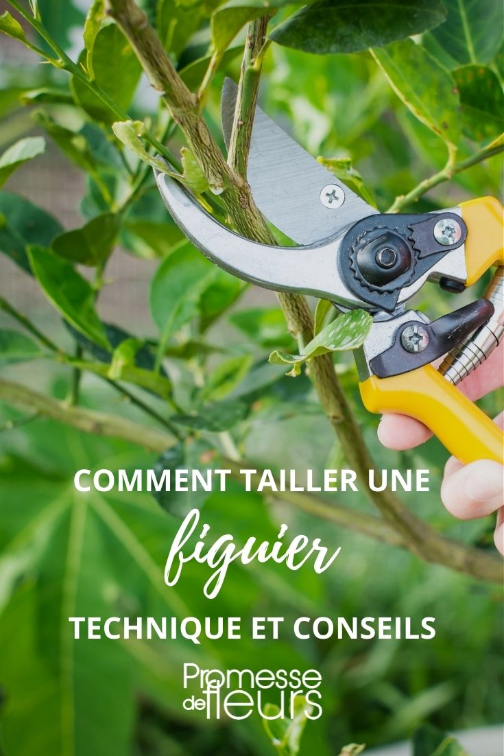 Comment tailler un figuier