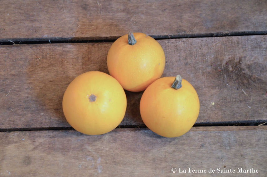 Courges 'Pomme d’or'