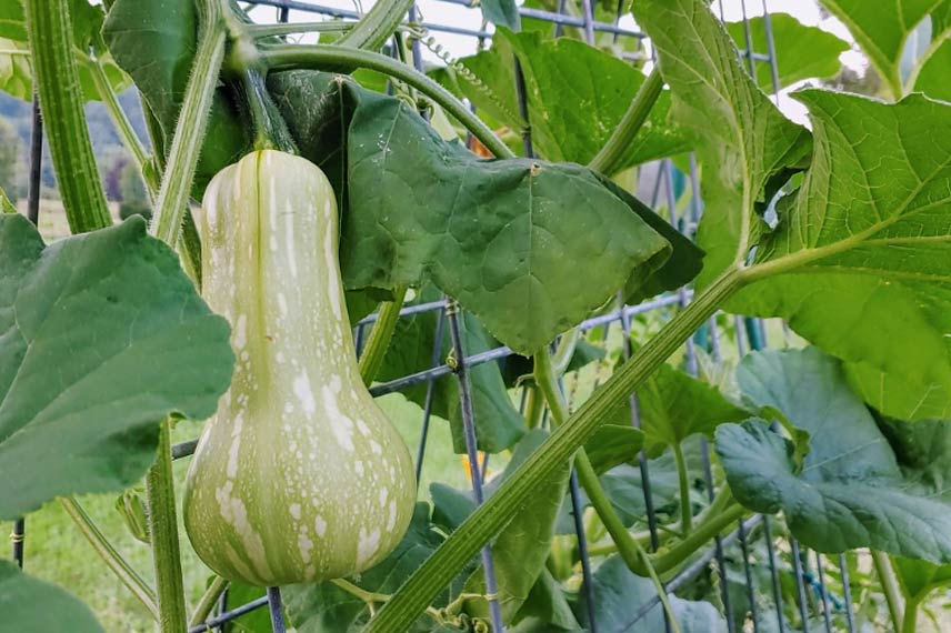 Courges musquées palissées sur treillis de maçonnerie