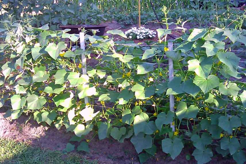 Cucurbitacées palissées au potager 