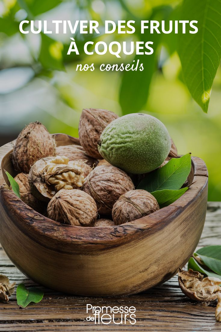 culture des fruits à coques