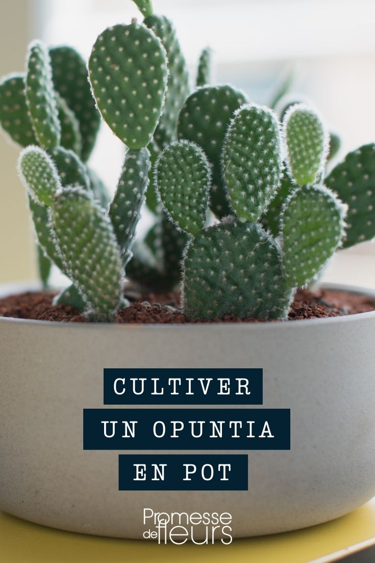 opuntia pot, bac, jardinière