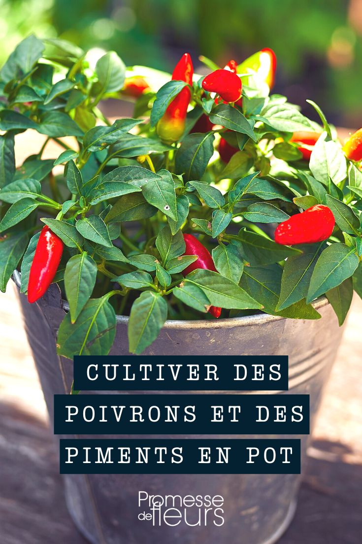 poivrons piments pot bac jardinière