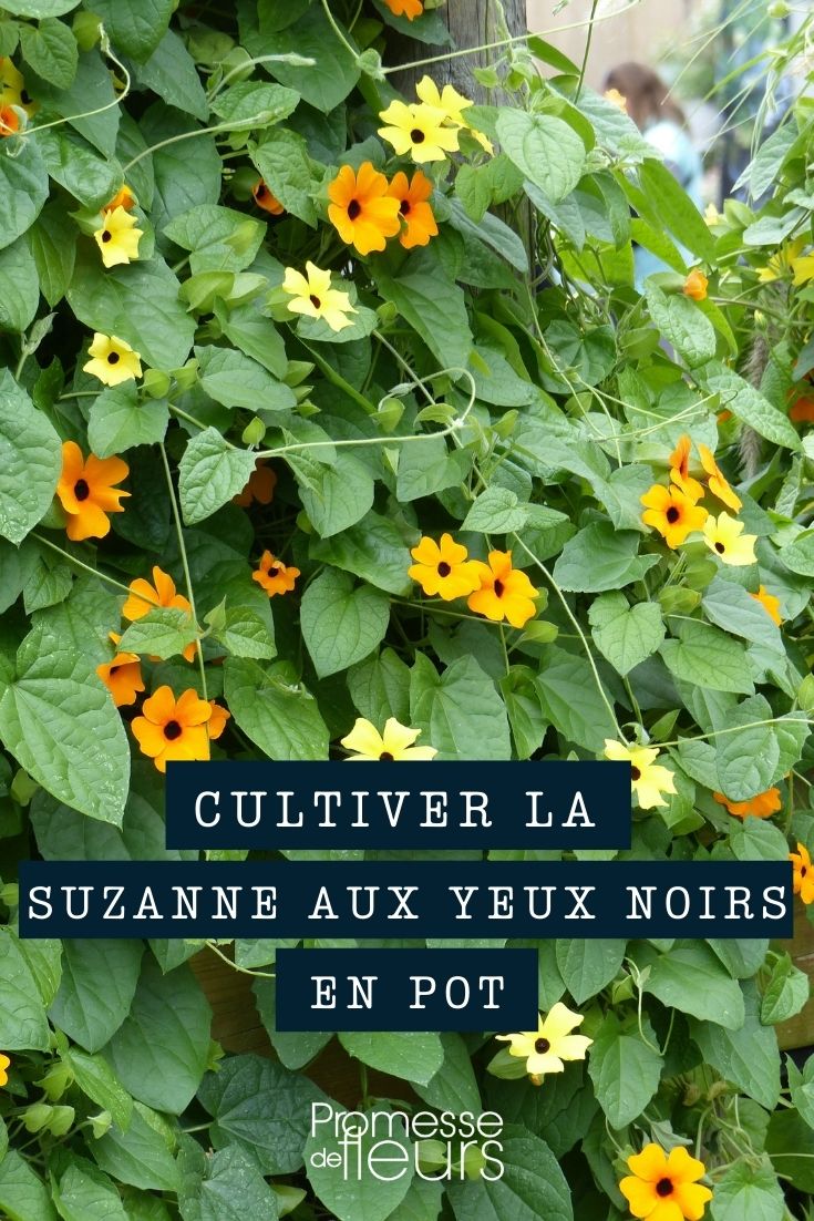 culture Suzanne aux yeux noirs pot bac jardinière