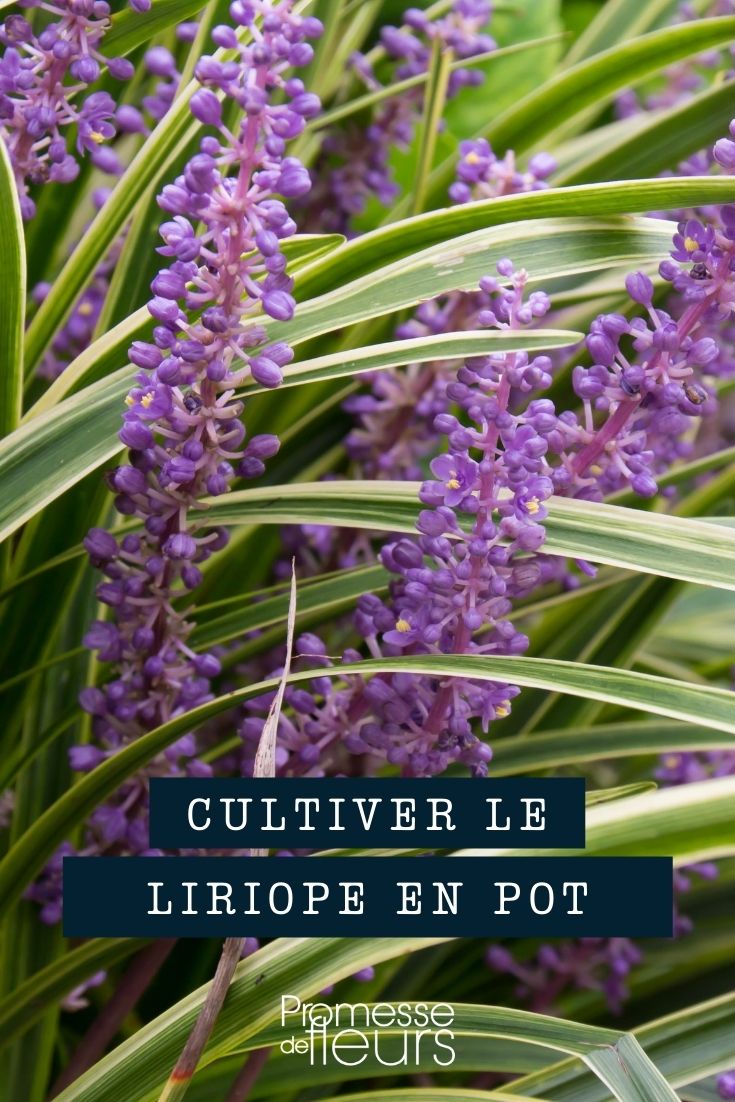 Cultiver le liriope en pot