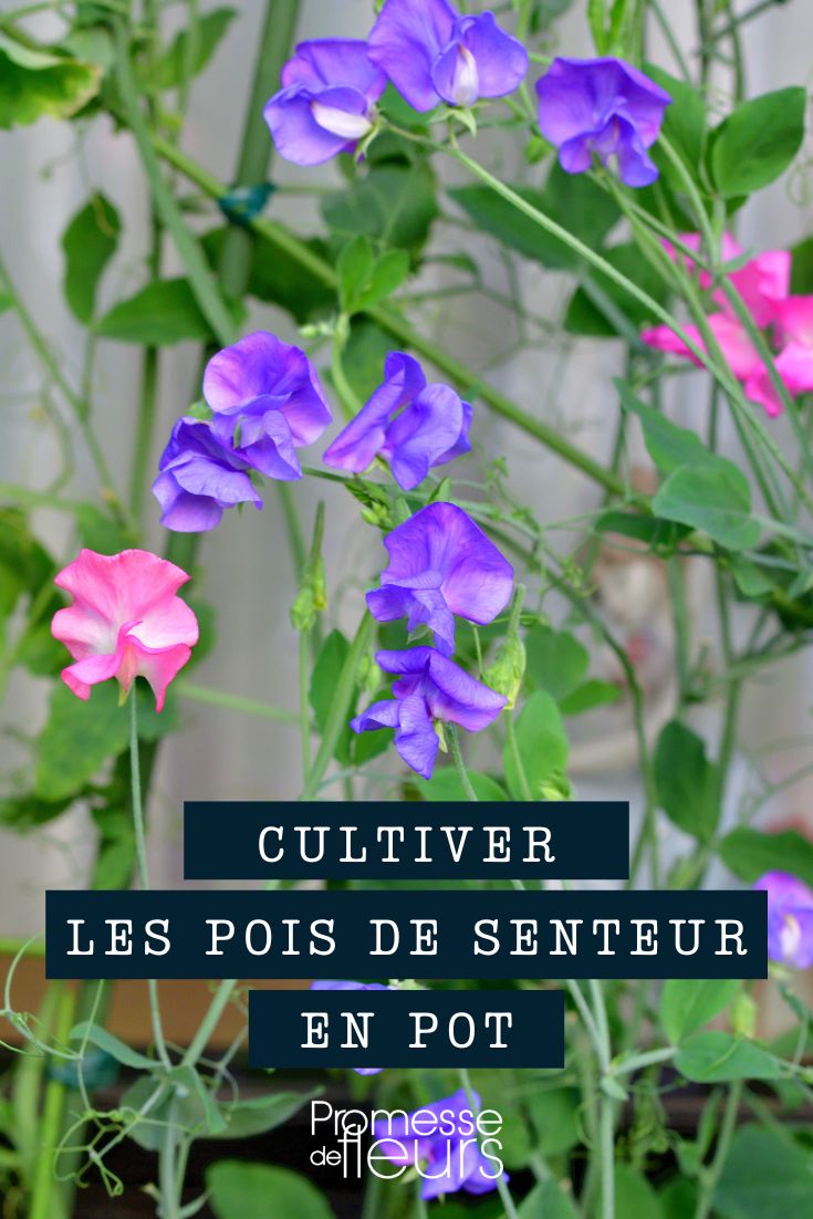 pois de senteur pot, bac, jardinière