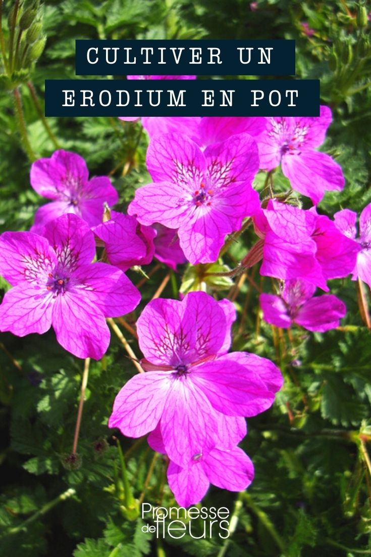 culture erodium pot bac jardinière