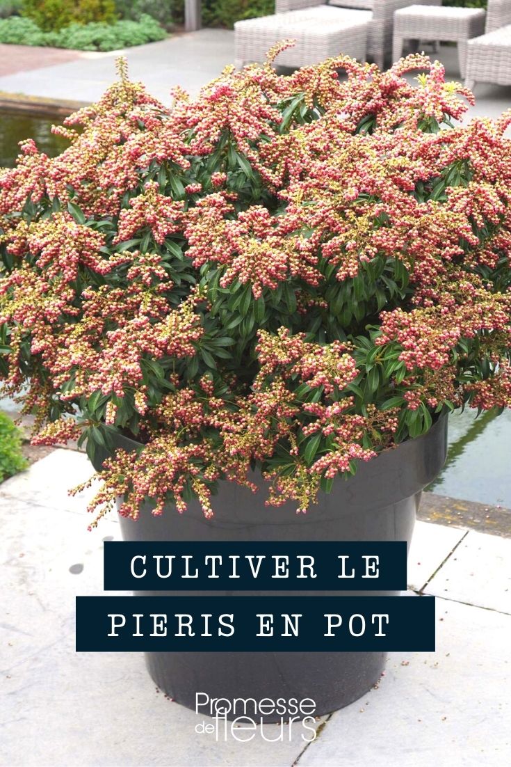 culture Pieris pot bac jardinière