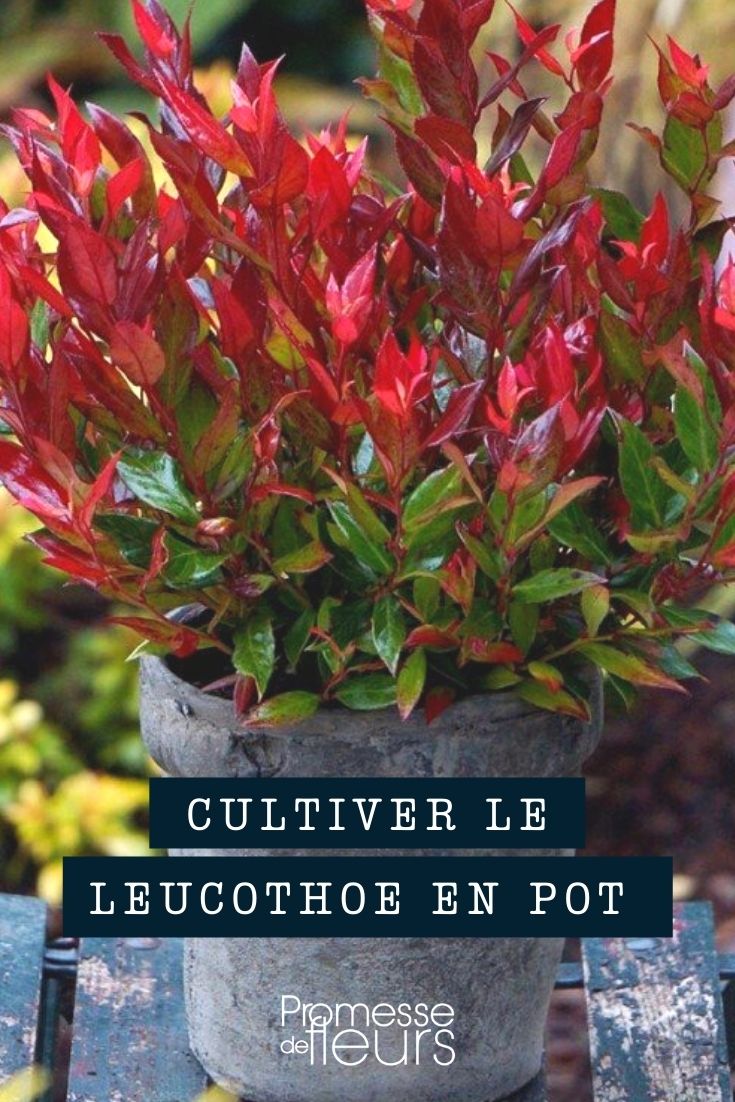 Cultiver un leucothoe en pot - Promesse de Fleurs