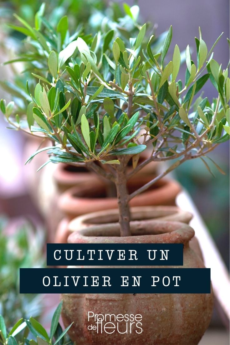 Cultiver un olivier en pot - Promesse de Fleurs