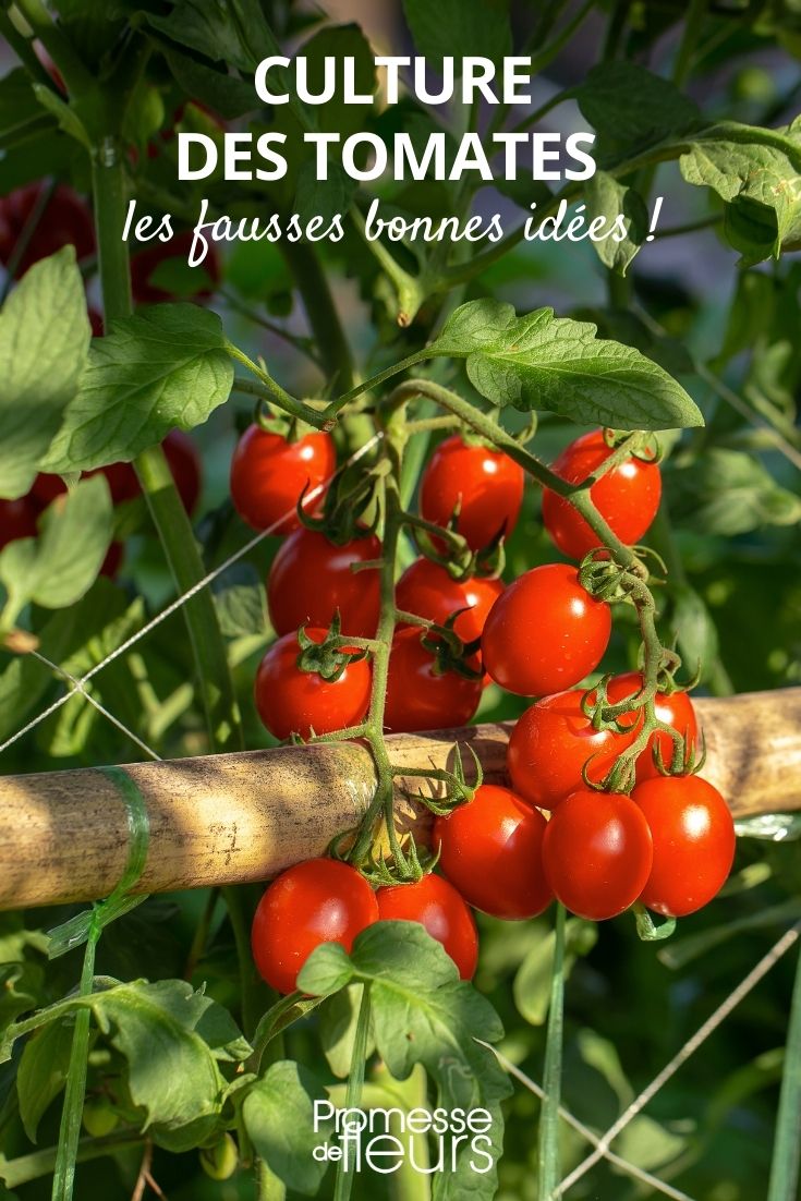idées reçues cultiver tomates