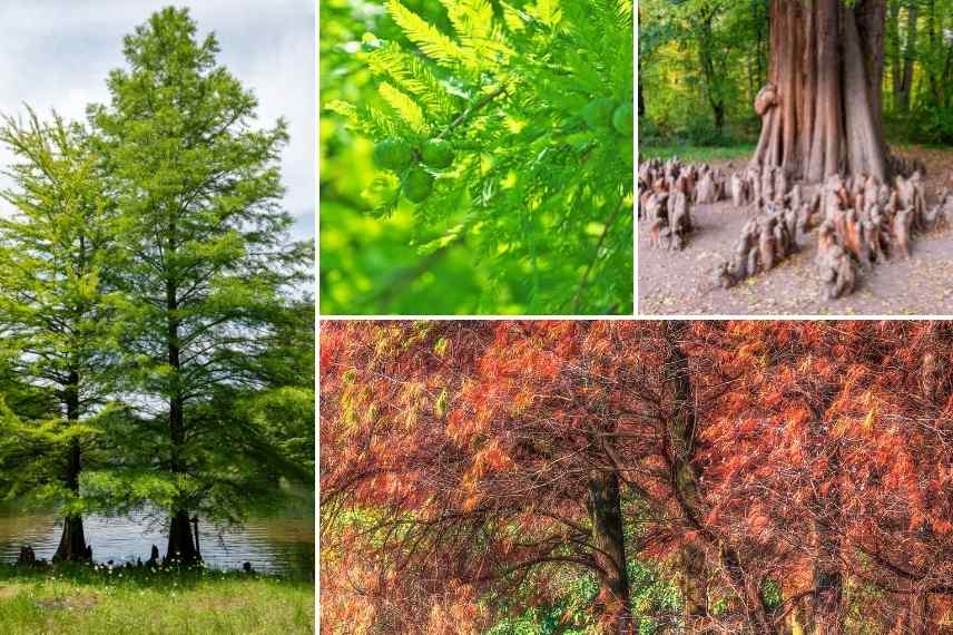 arbre pour sol lourd et humide, arbres sols lourds, arbre sol humid