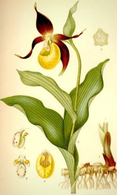 Planche botanique représentant le Sabot-de-Venus, Cypripedium calceolus