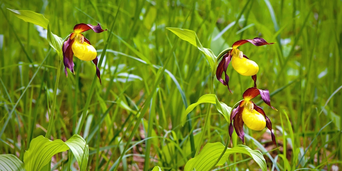 Orchidées de jardin Cypripedium calceolus