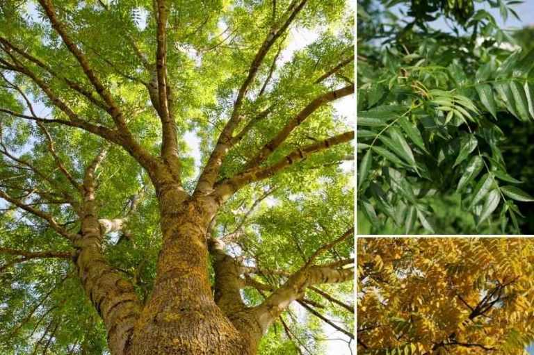10 arbres pour sol lourd et humide Promesse de Fleurs