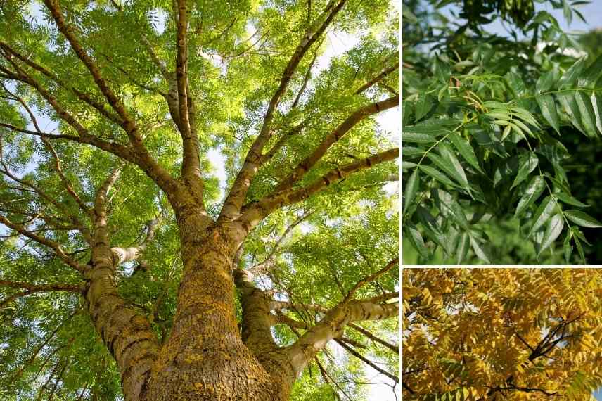 arbre pour sol lourd et humide, arbres sols lourds, arbre sol humid