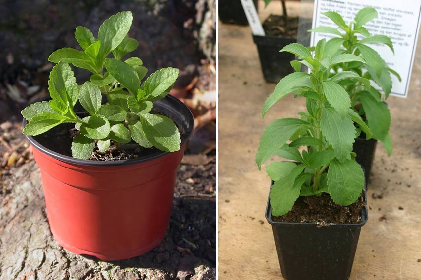 Culture de la stevia en pot