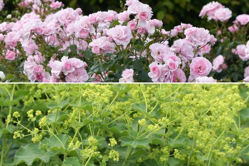 habiller pied rosier, habillage pied rosiers, quelle plante au pied d'un rosier, rosier et vivace, quoi associer à des rosiers, rosiers association, rosiers quel couvre sol