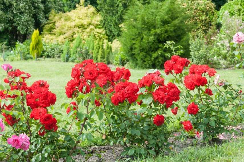 Mais que planter aux pieds des rosiers ? Vous saurez tout !