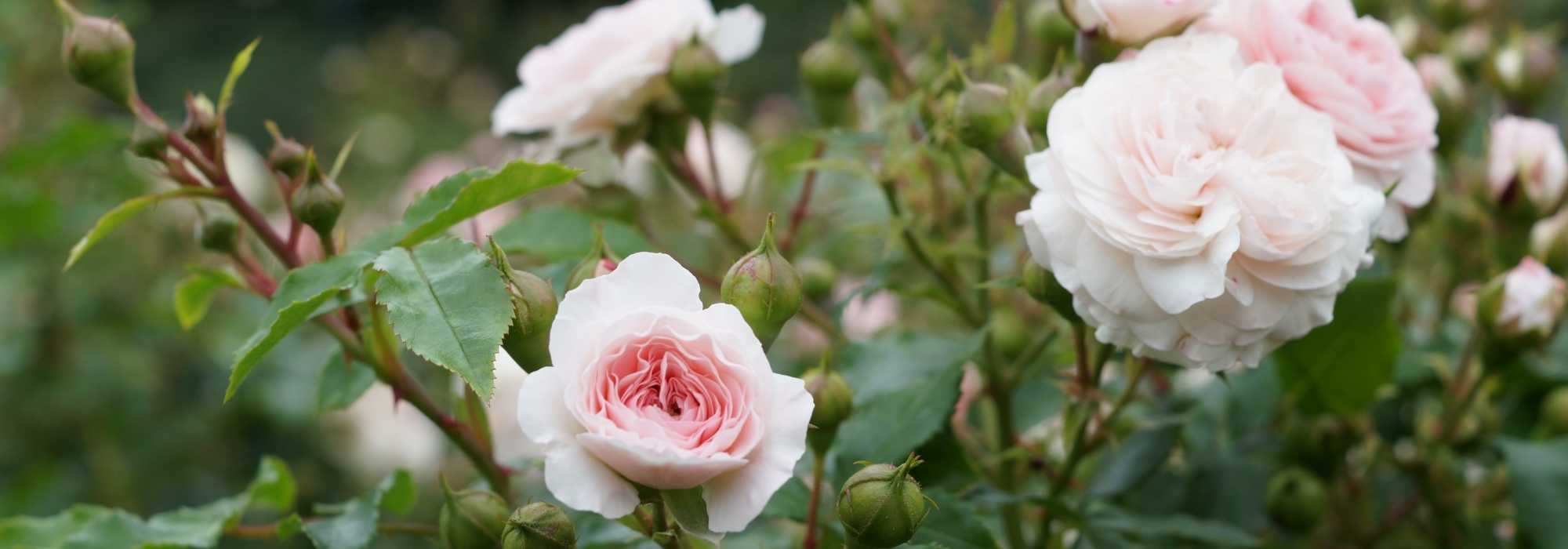 Que mettre au pied des rosiers ?