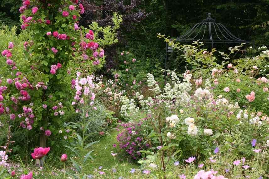 habiller pied rosier, habillage pied rosiers, quelle plante au pied d'un rosier, rosier et vivace, quoi associer à des rosiers, rosiers association, rosiers quel couvre sol