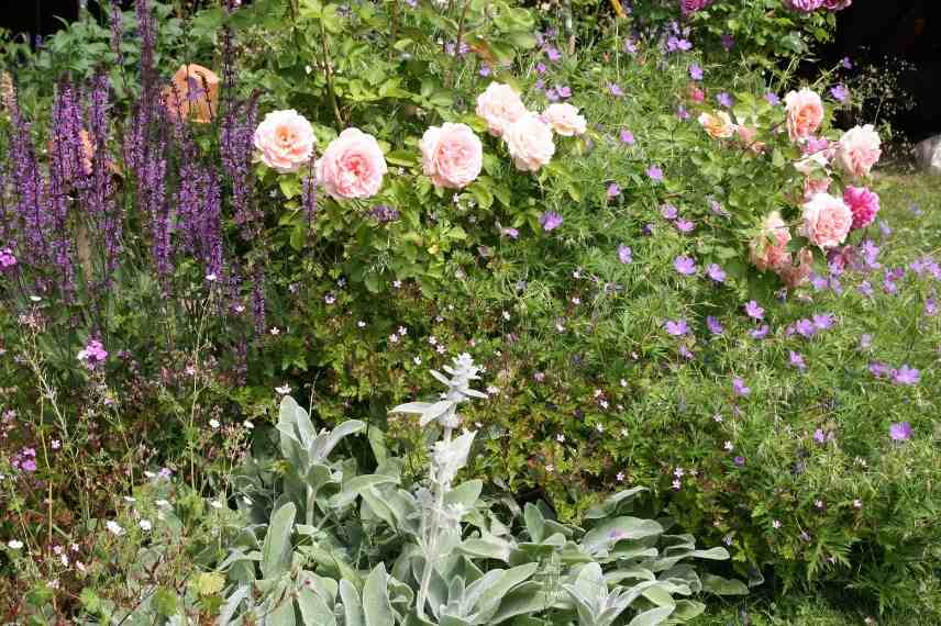 habiller pied rosier, habillage pied rosiers, quelle plante au pied d'un rosier, rosier et vivace, quoi associer à des rosiers, rosiers association, rosiers quel couvre sol