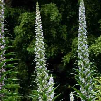 Associer l'Echium ou vipérine