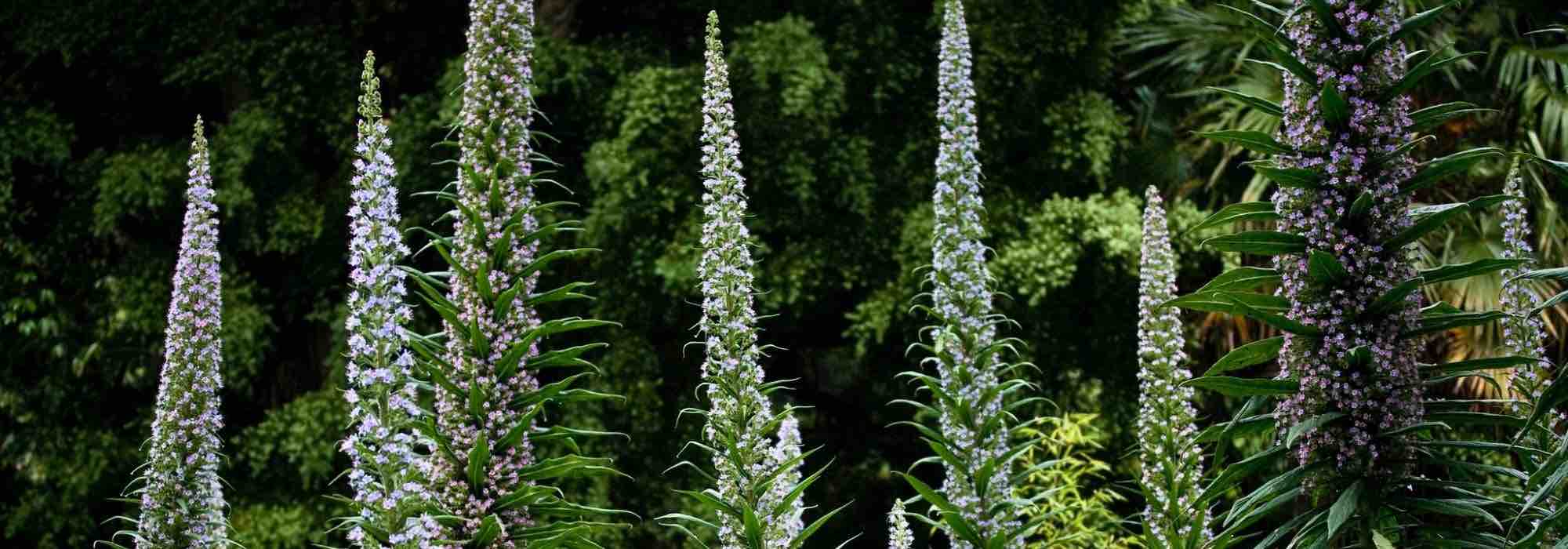 Associer l'Echium ou vipérine