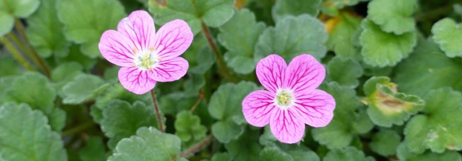 Cultiver un Erodium en pot