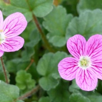 Cultiver un Erodium en pot