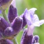 Lavande : les plus belles variétés à fleurs violettes