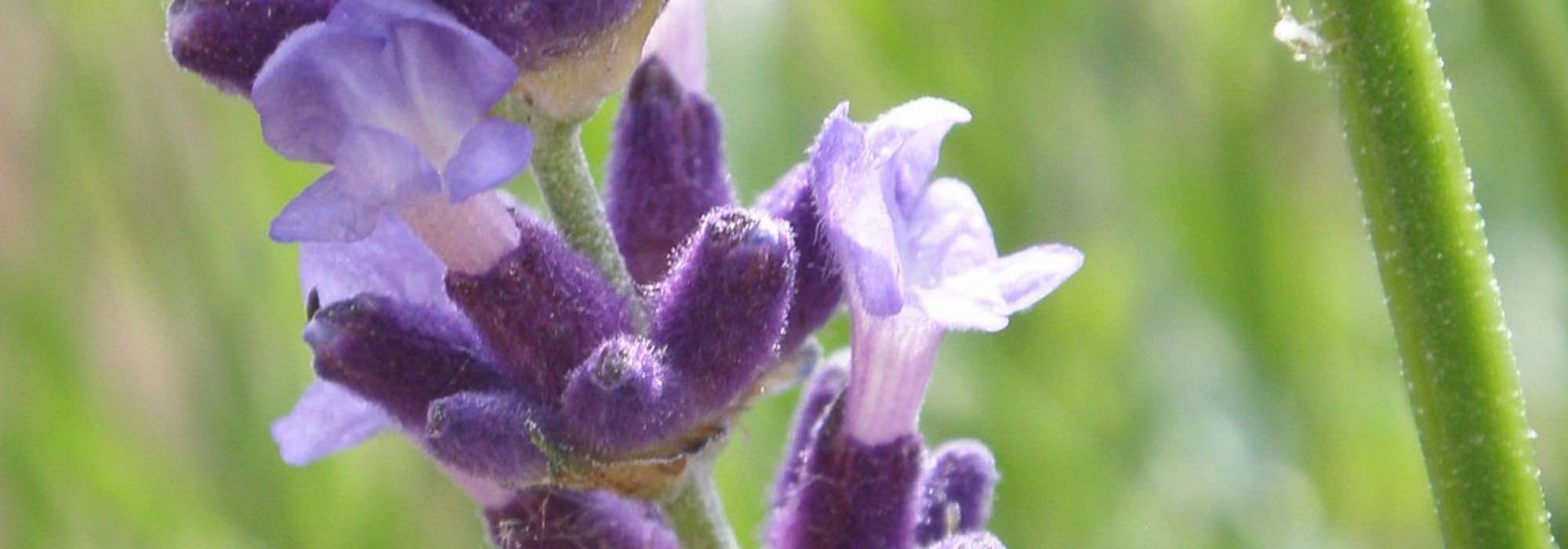 Lavande : les plus belles variétés à fleurs violettes