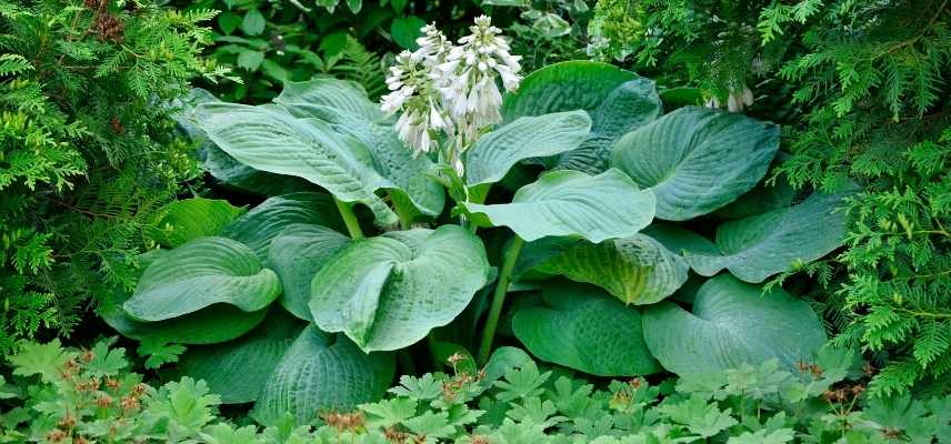 vivace feuillage bleu, vivace feuille bleue, plante feuille bleue, graminée feuille bleue