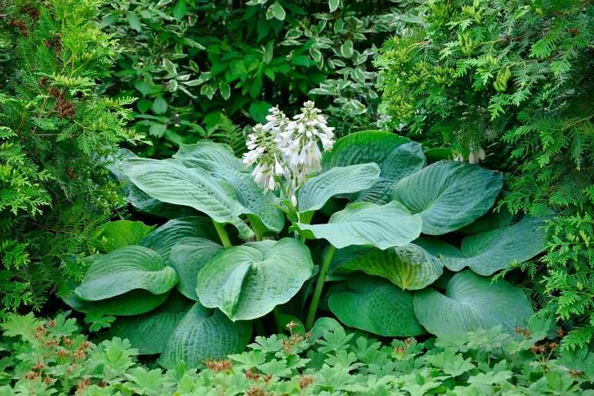 Hosta bleu, plus beaux hostas bleus