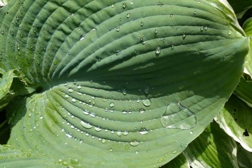 Hosta bleu, plus beaux hostas bleus