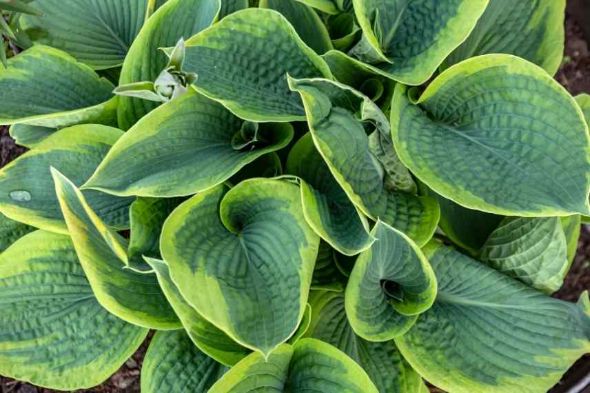 Hosta bleu, plus beaux hostas bleus