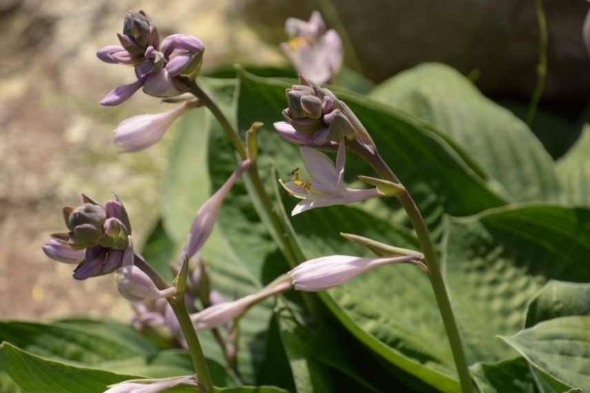 Hosta bleu, plus beaux hostas bleus