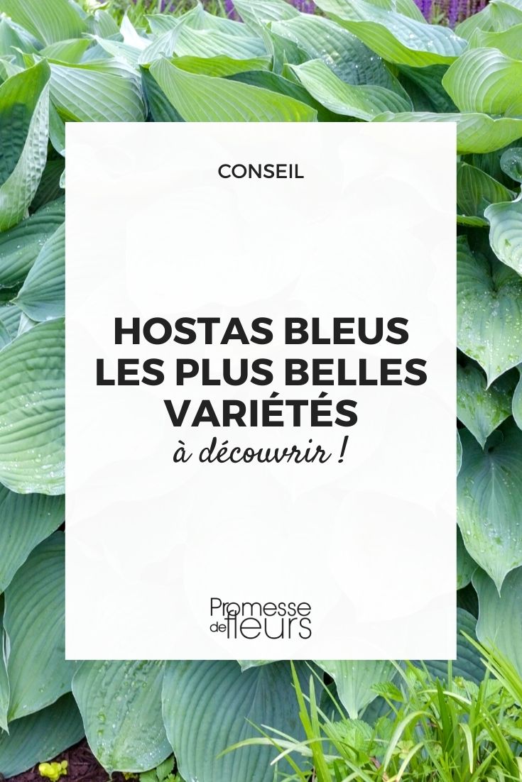 hosta à feuillage bleuté