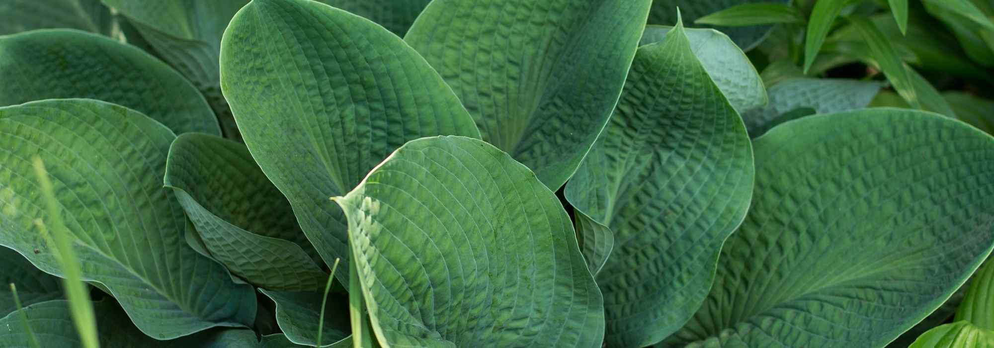 Hostas bleus : les plus belles variétés