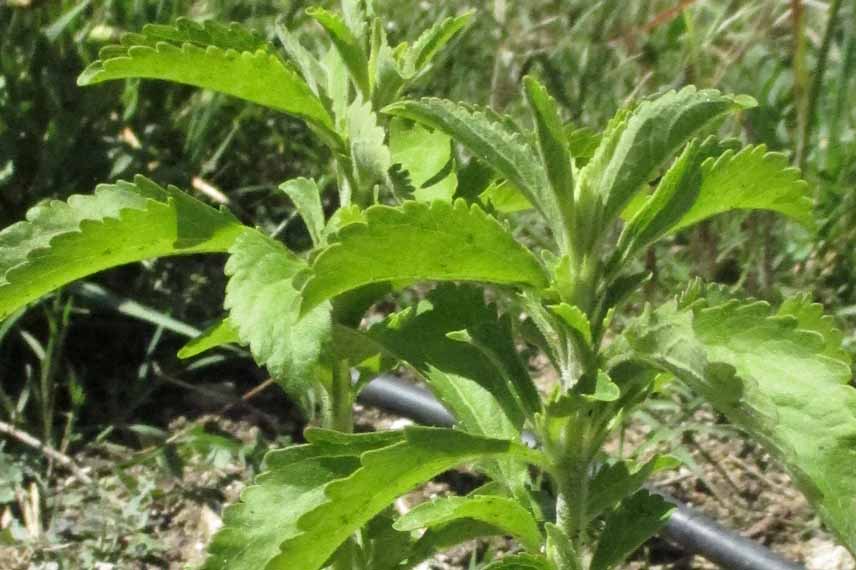 Un plant de Stevia rebaudiana en pleine terre