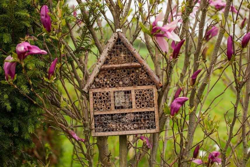 attirer rouge-gorge, rendre jardin accueillant pour rouge gorge