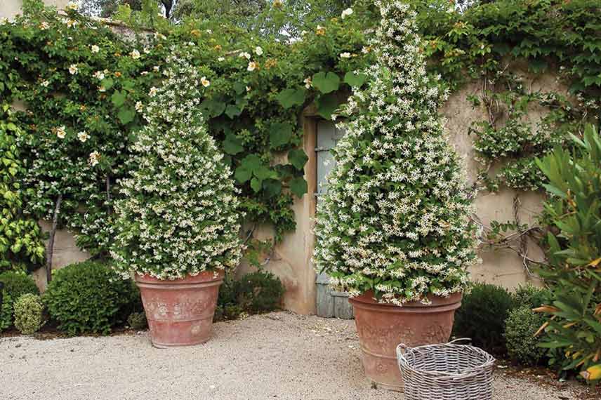 Jasmin en pot dans une cour intérieure