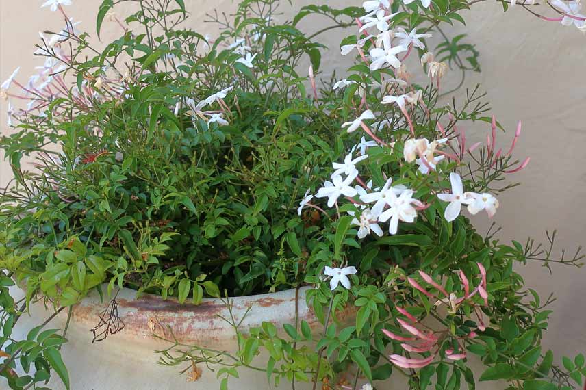 Jasminum polyanthum en pot