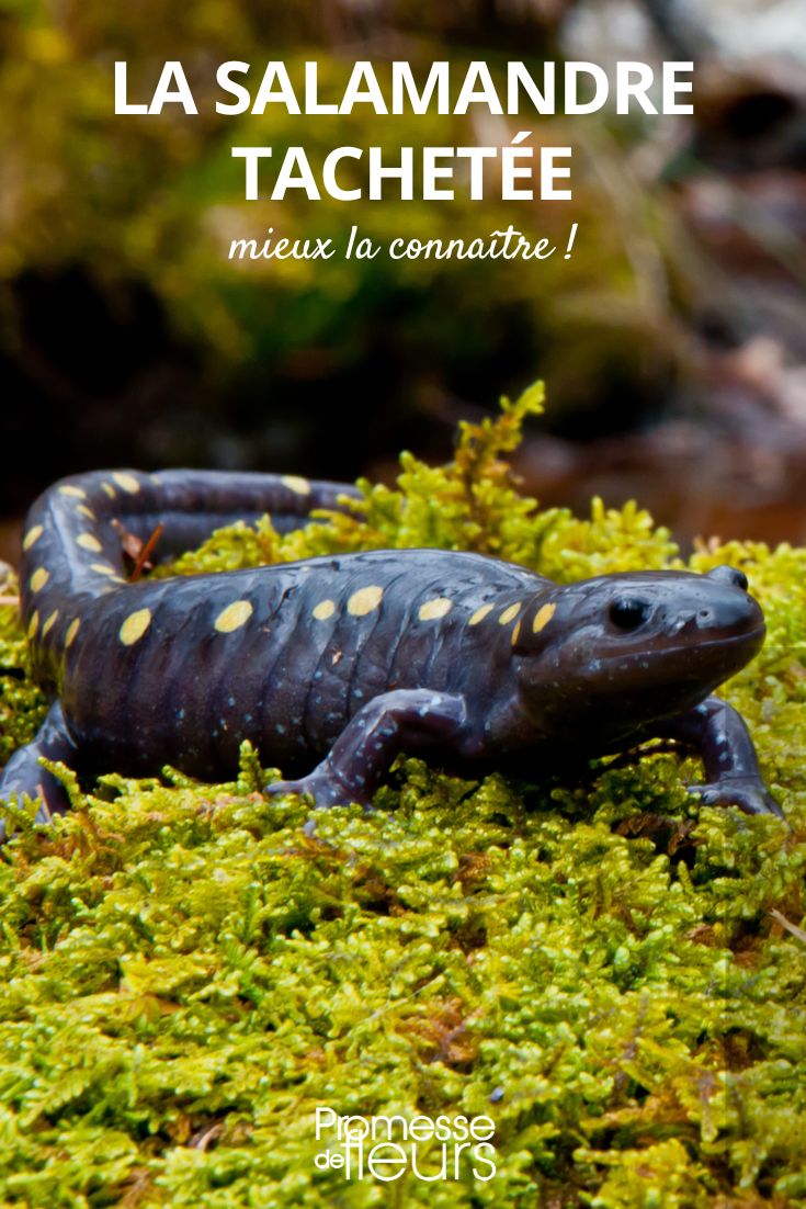 La salamandre tachetée - Promesse de Fleurs