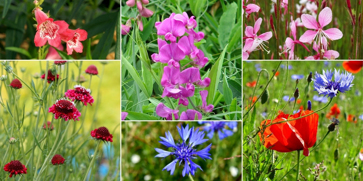 Inspiration pour associer la gesse dans un jardin naturaliste