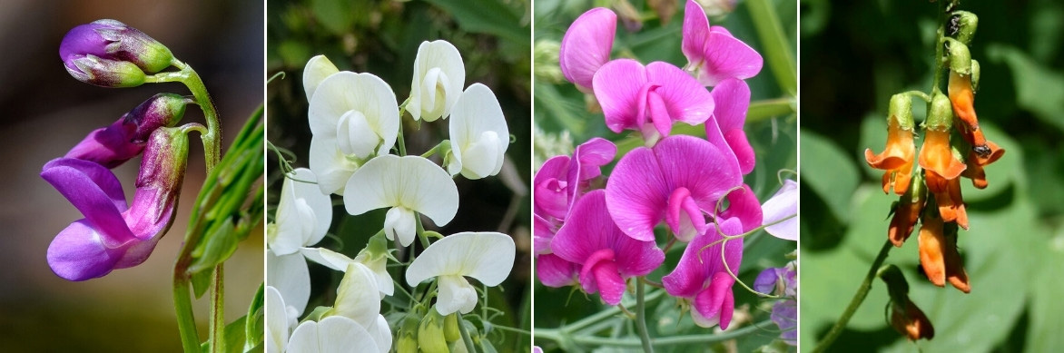 La floraison des gesses vivaces ou Lathyrus