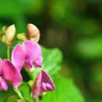 Lathyrus : planter, cultiver et entretenir